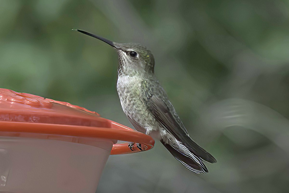 Anna's Hummingbird - ML619966852