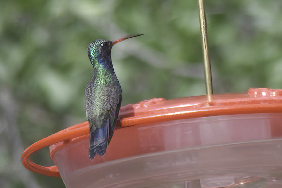 Broad-billed Hummingbird - ML619966866