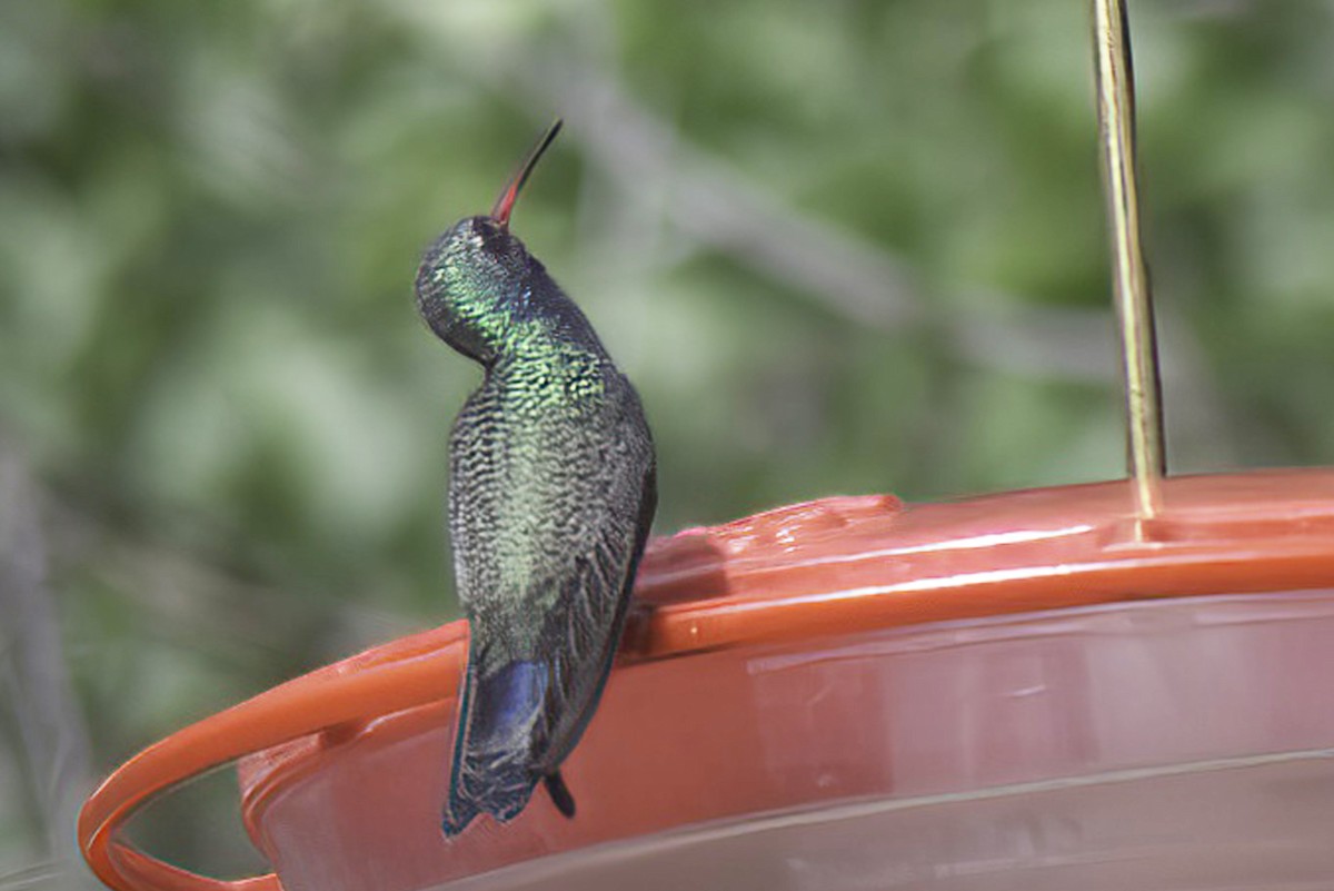 Broad-billed Hummingbird - ML619966870