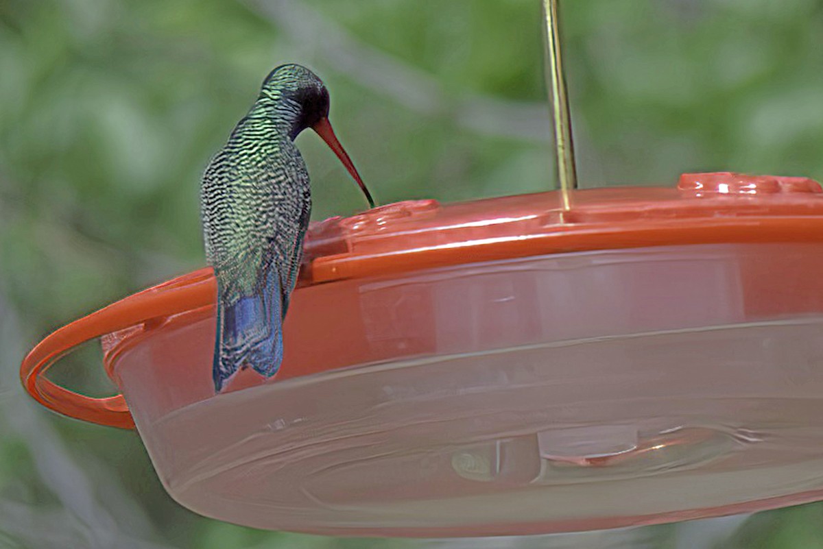 Broad-billed Hummingbird - ML619966871