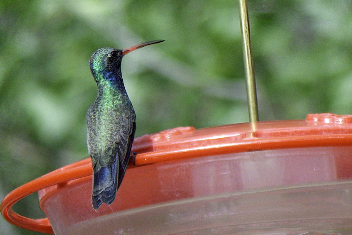 Broad-billed Hummingbird - ML619966872