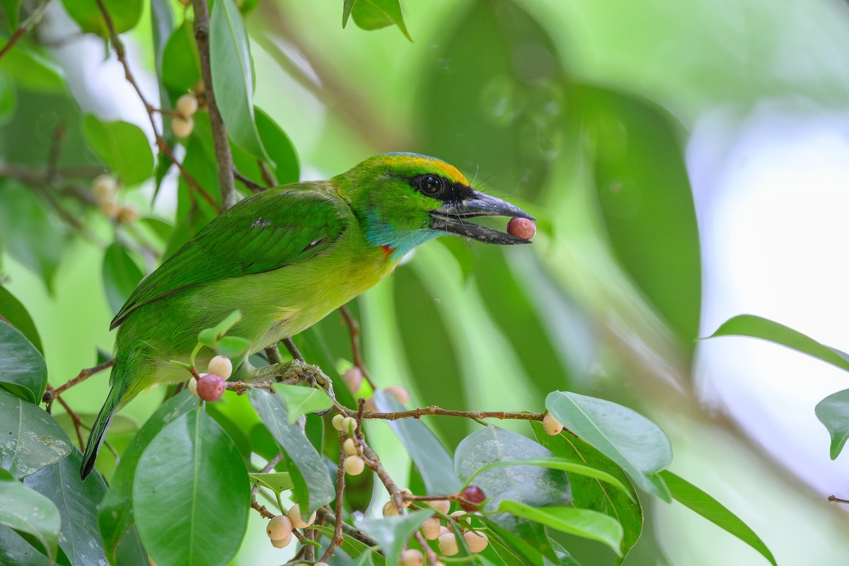 Yellow-crowned Barbet - ML619966892