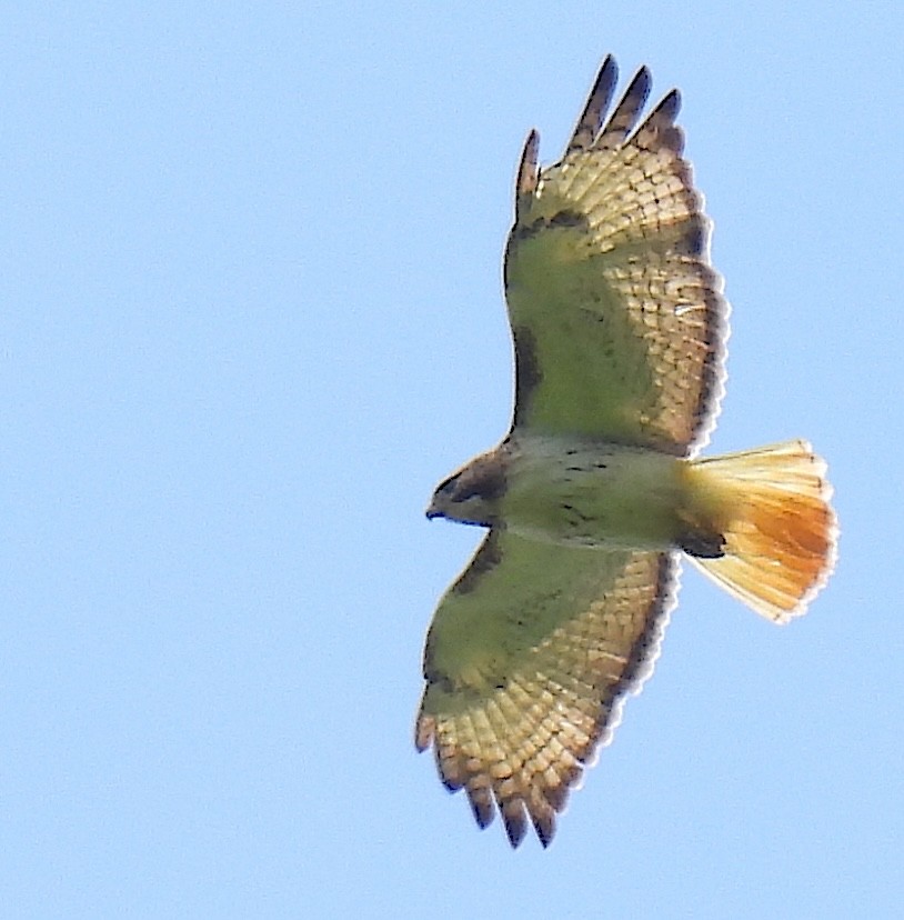 Red-tailed Hawk - ML619966896