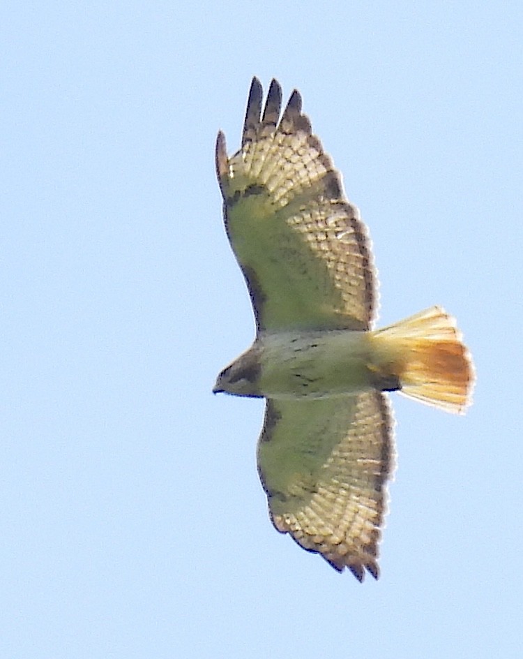 Red-tailed Hawk - ML619966897