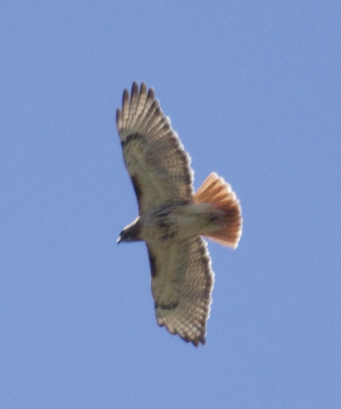 Red-tailed Hawk - ML619966899