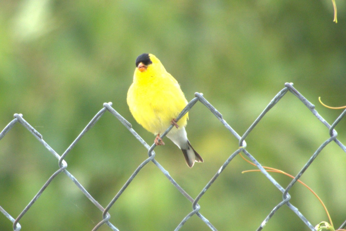 Chardonneret jaune - ML619966904