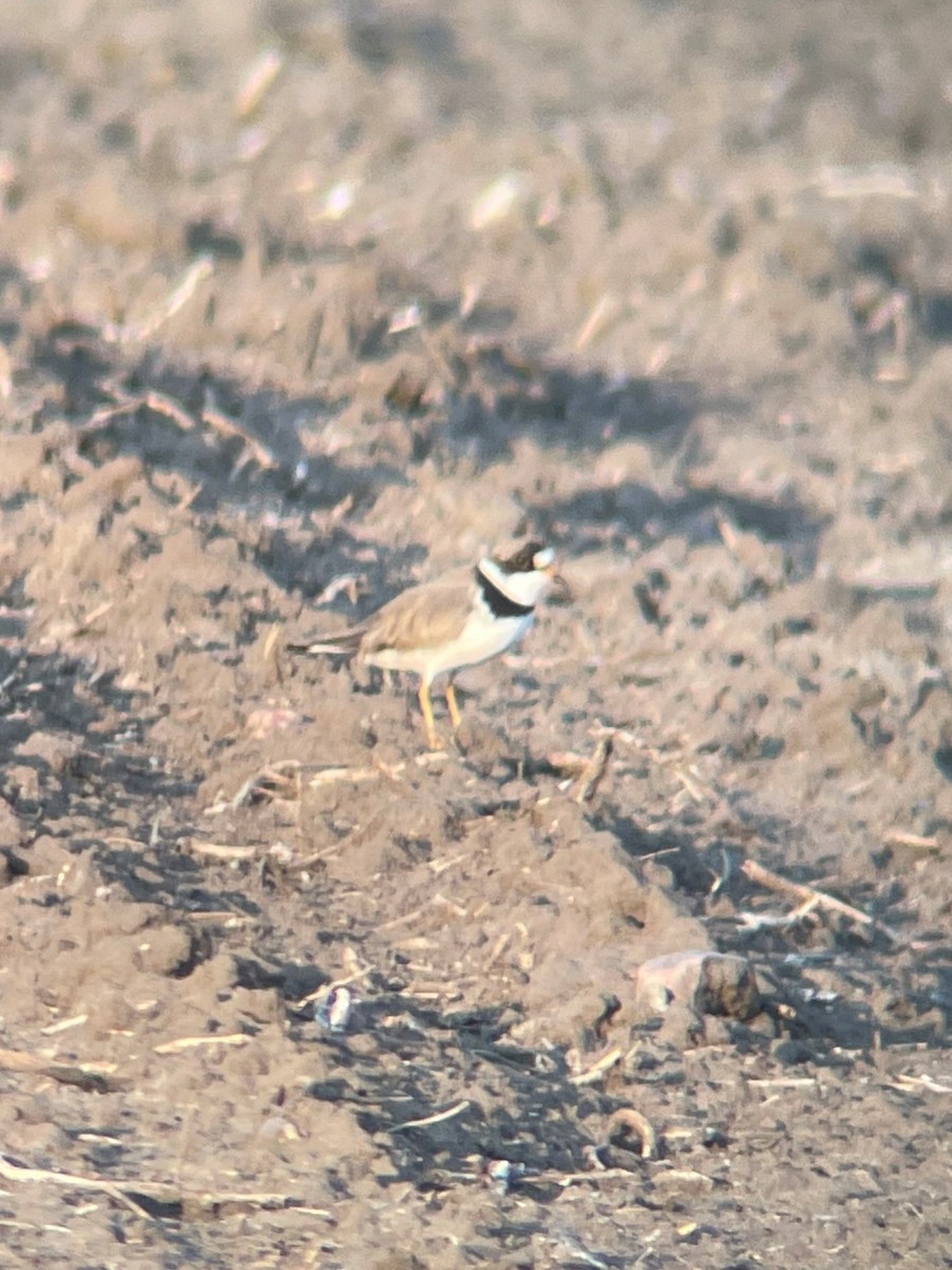 Semipalmated Plover - ML619966907