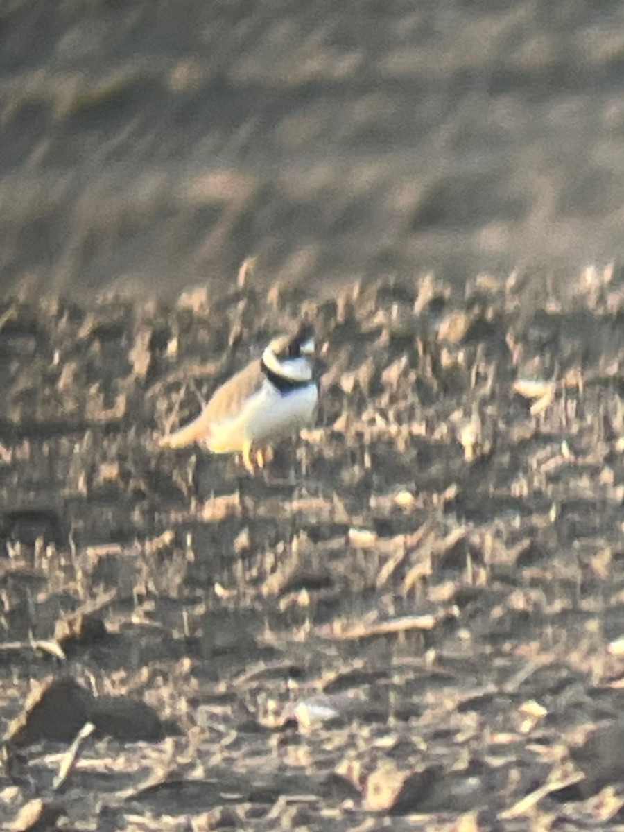 Semipalmated Plover - ML619966908