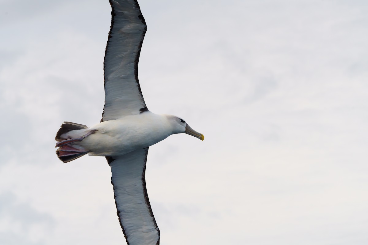 White-capped Albatross - James Churches
