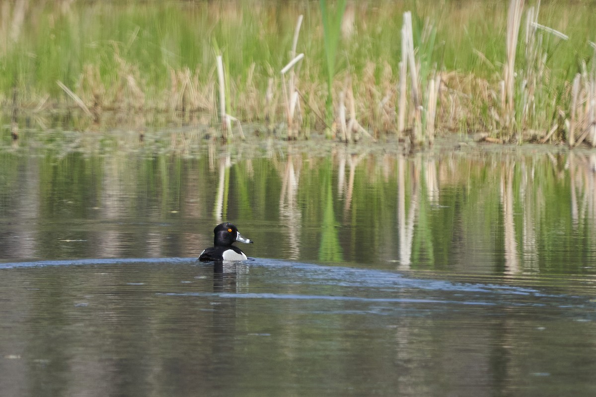 Ring-necked Duck - ML619966919