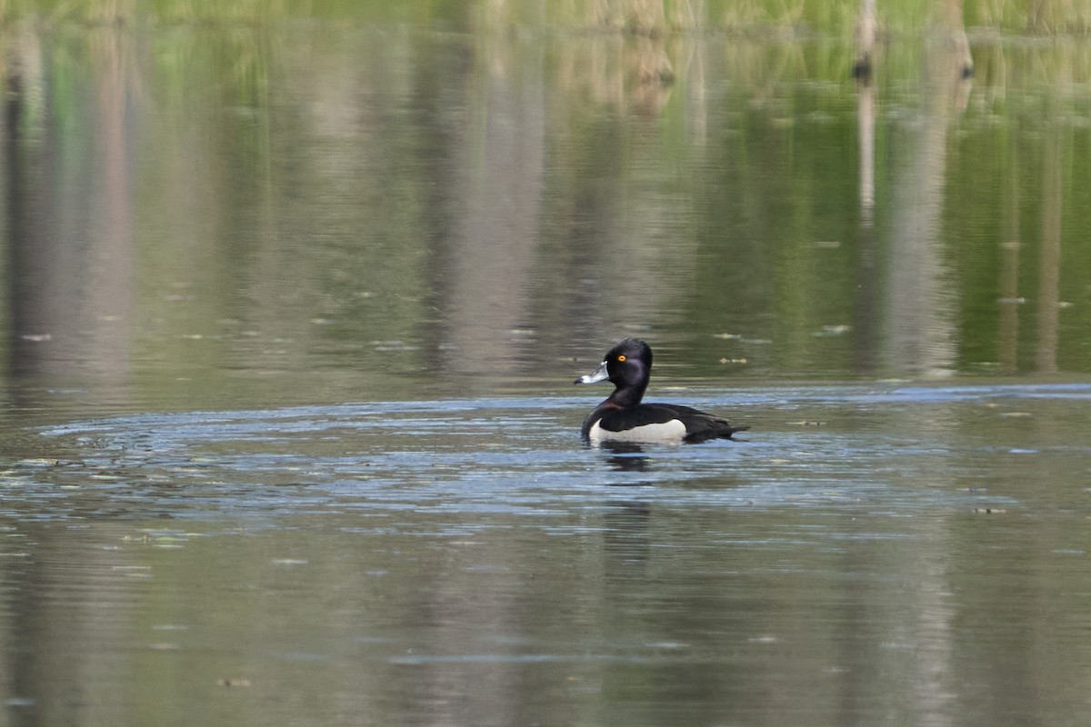 Ring-necked Duck - ML619966920
