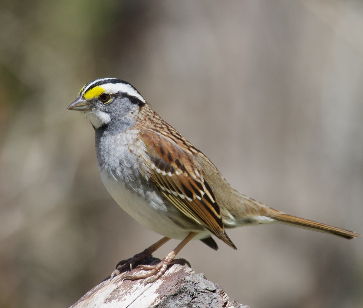 White-throated Sparrow - ML619966936