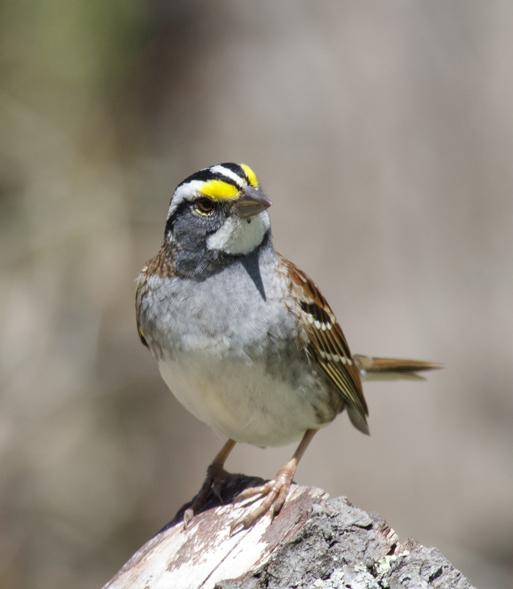 White-throated Sparrow - ML619966937