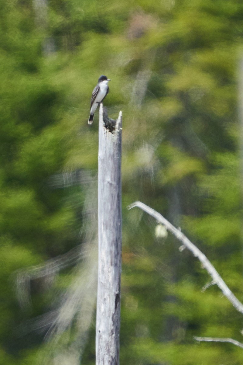 Eastern Kingbird - ML619966942