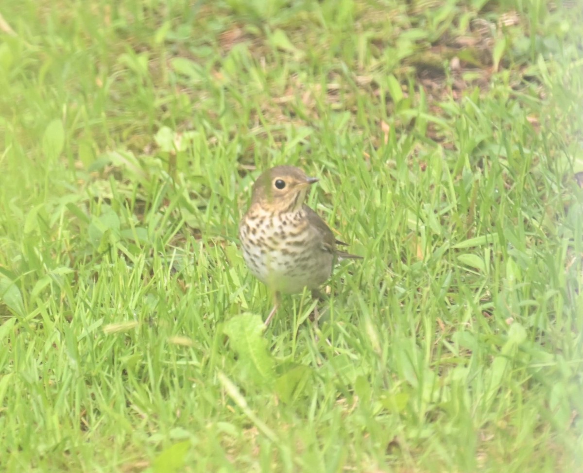 Swainson's Thrush - ML619966960