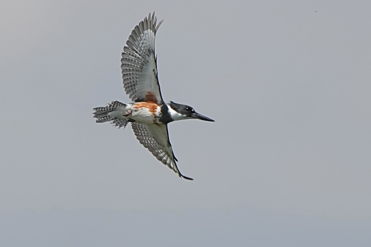Belted Kingfisher - ML619966973