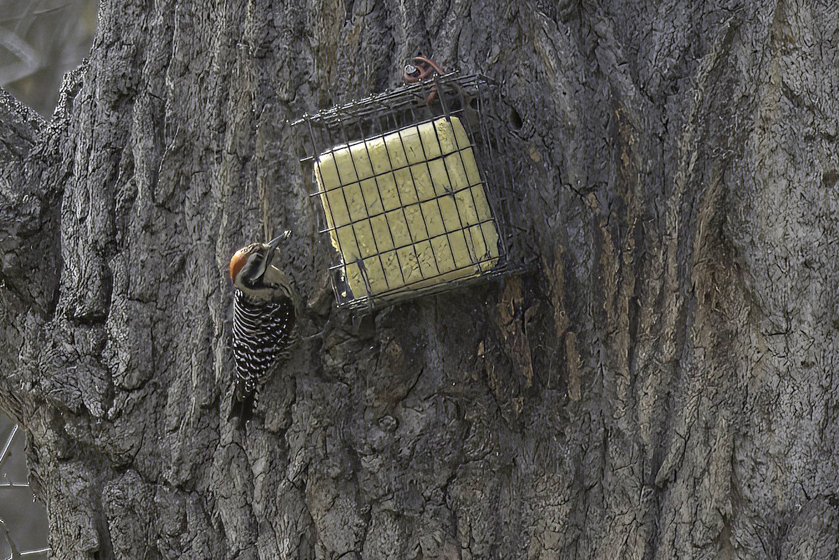 Ladder-backed Woodpecker - ML619966986
