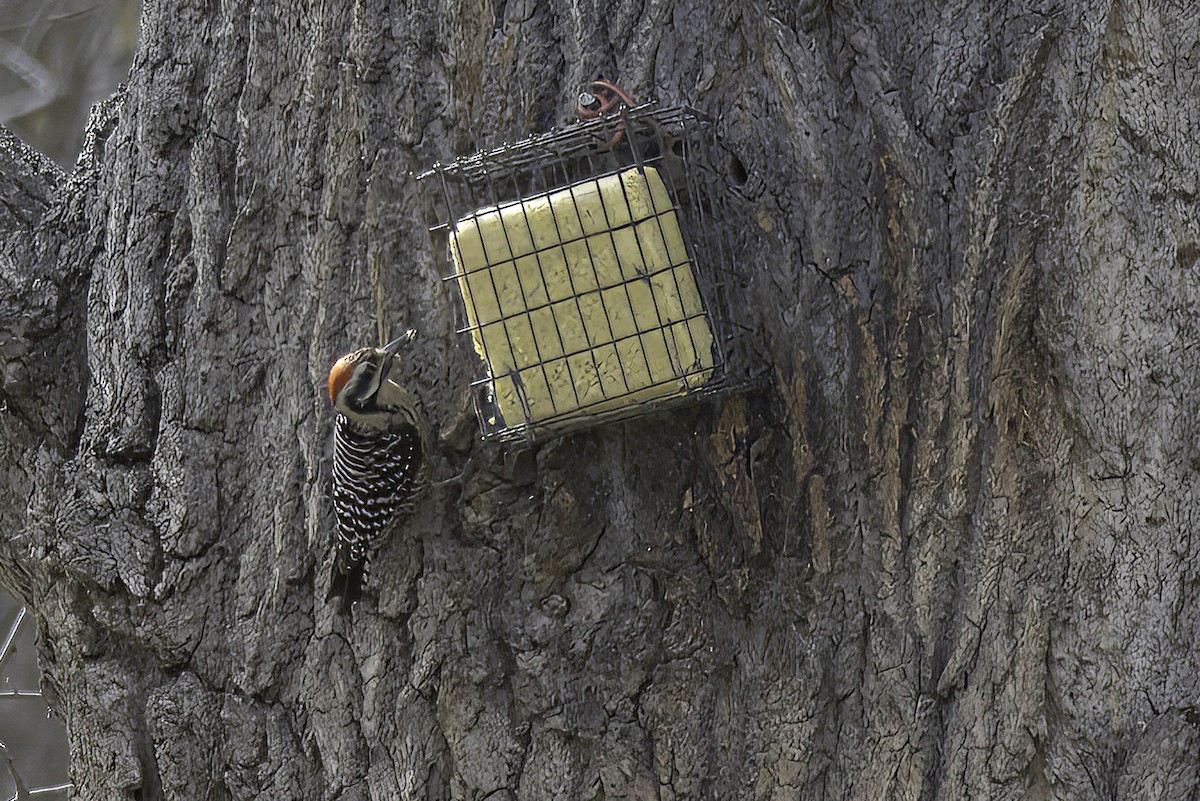 Ladder-backed Woodpecker - Jim Tonkinson