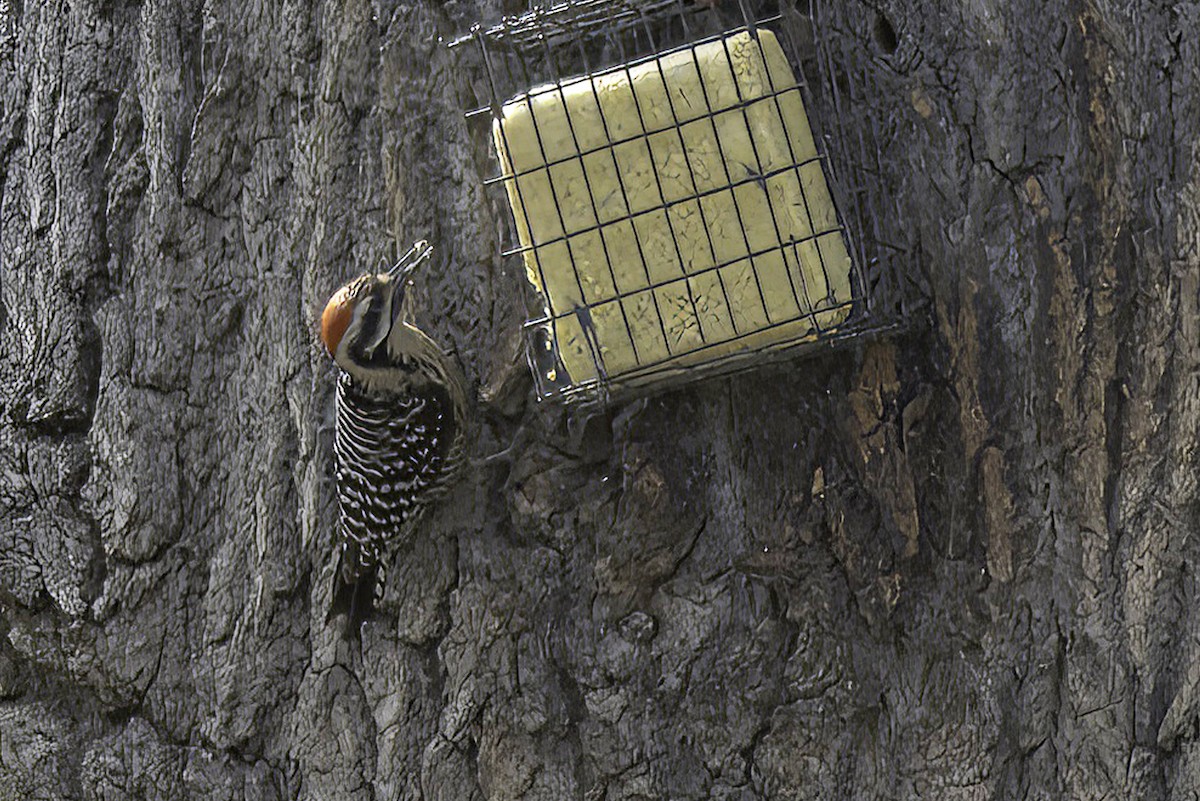 Ladder-backed Woodpecker - ML619966987