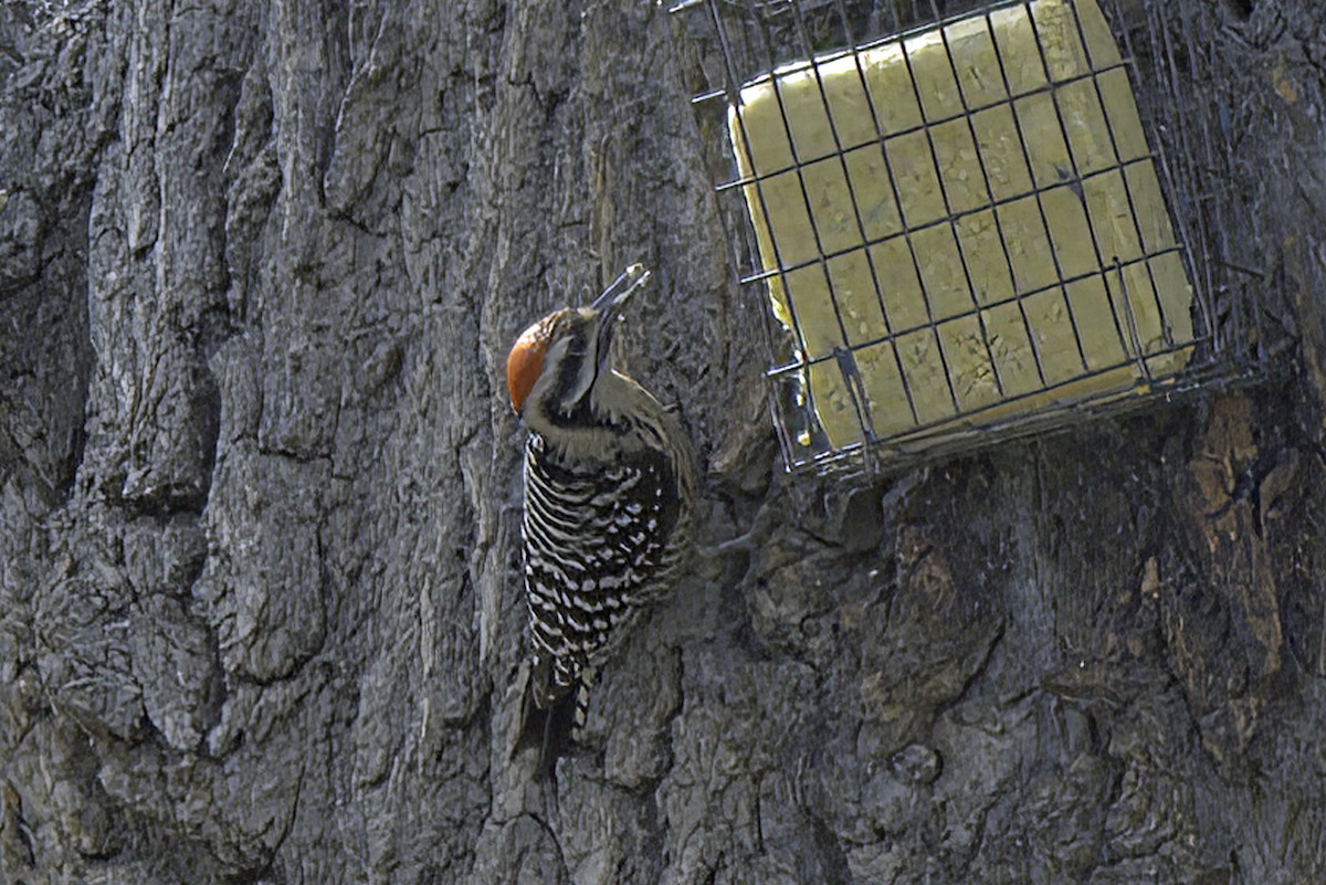 Ladder-backed Woodpecker - ML619966989