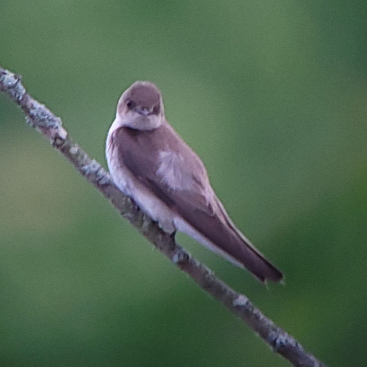 Northern Rough-winged Swallow - ML619966994