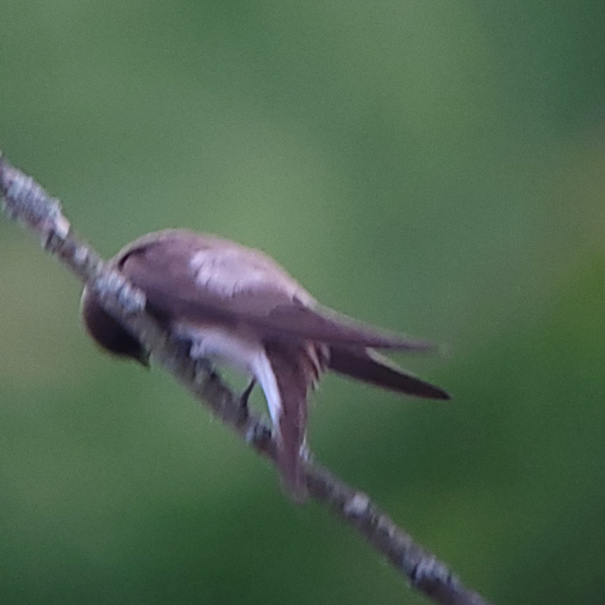 Northern Rough-winged Swallow - ML619966995