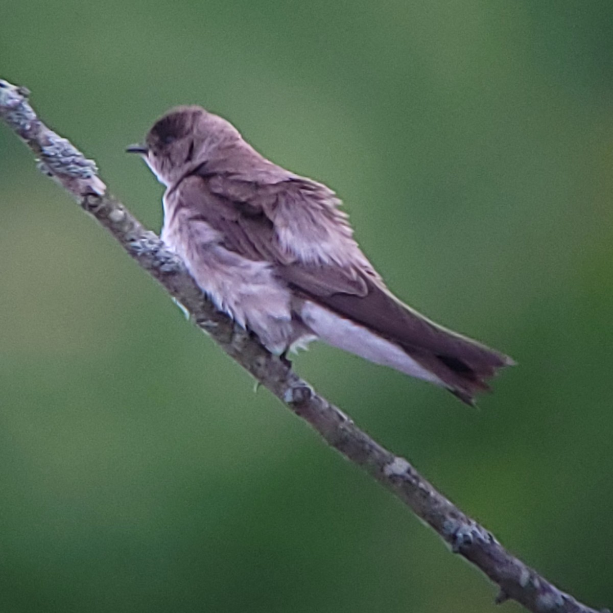 Northern Rough-winged Swallow - ML619966996