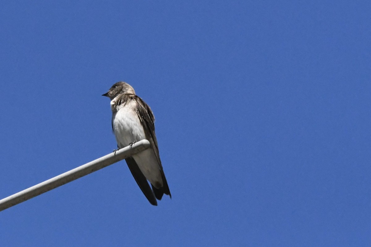Northern Rough-winged Swallow - ML619967026