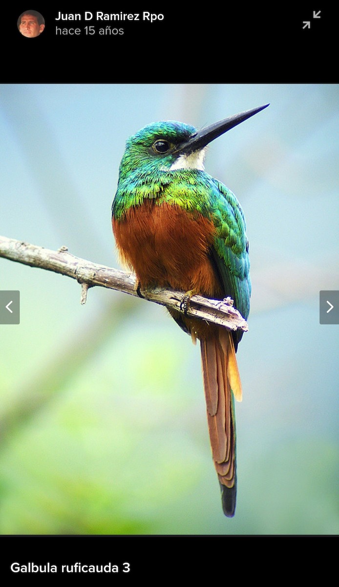 Rufous-tailed Jacamar - ML619967035