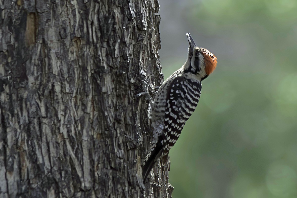 Ladder-backed Woodpecker - ML619967036