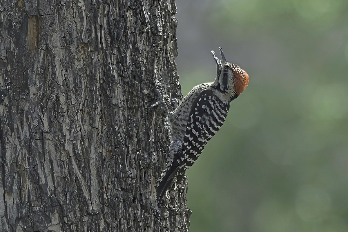 Ladder-backed Woodpecker - ML619967040