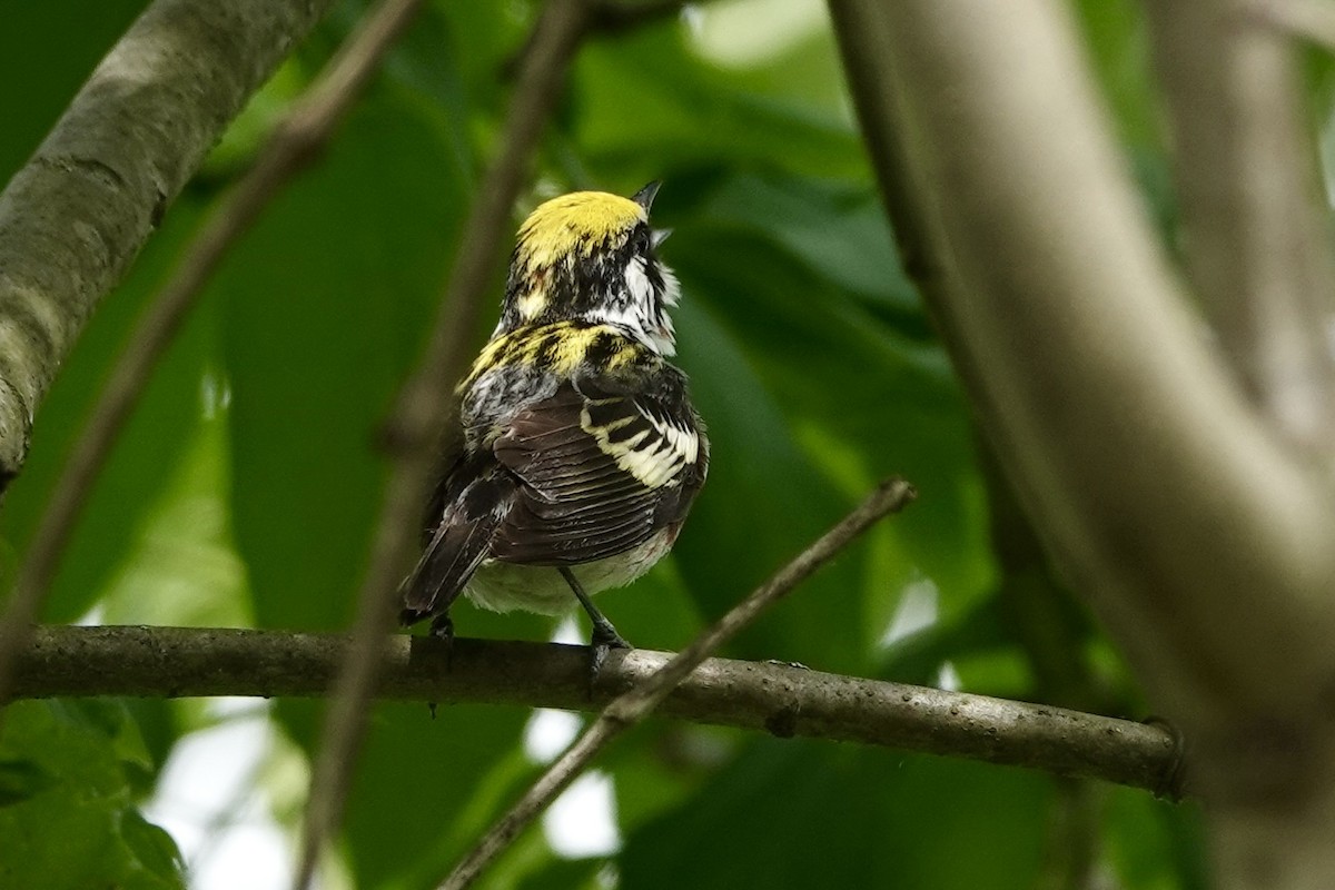 Chestnut-sided Warbler - ML619967057