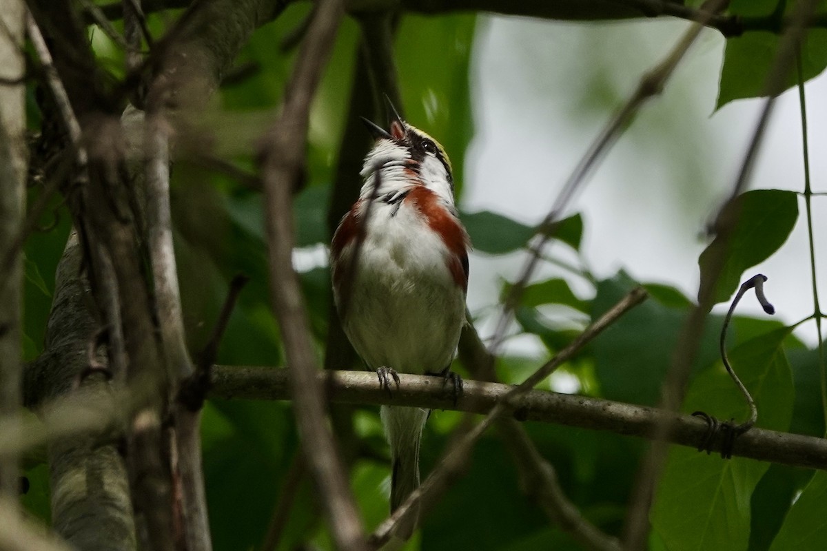 Chestnut-sided Warbler - ML619967058