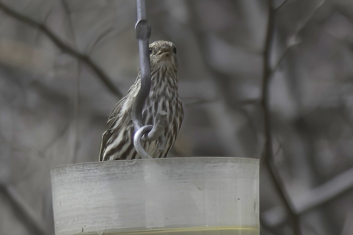 Pine Siskin - ML619967066