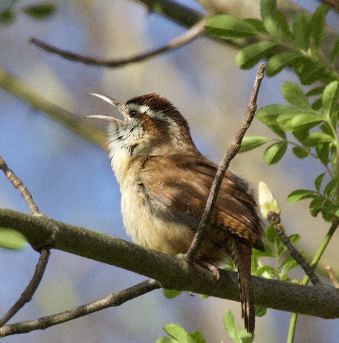 Carolina Wren - ML619967070