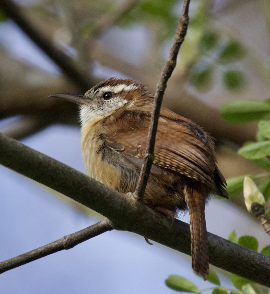 Carolina Wren - ML619967071