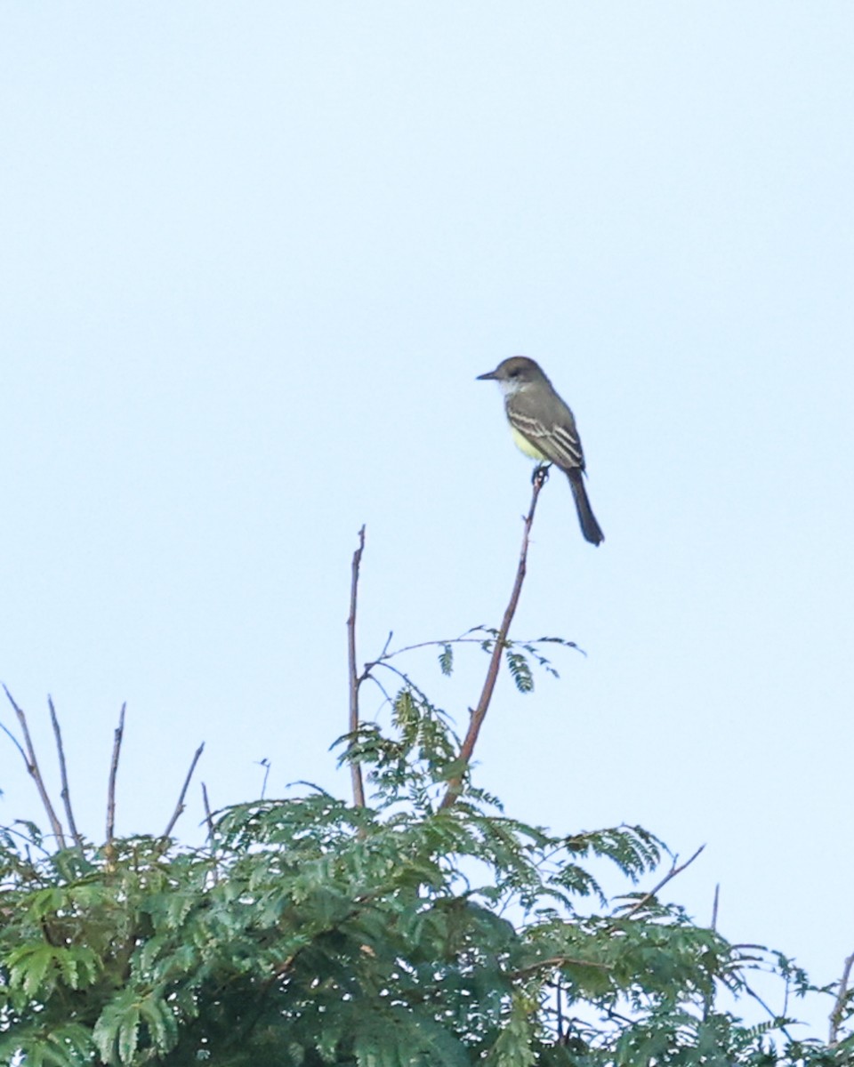 Brown-crested Flycatcher - ML619967074