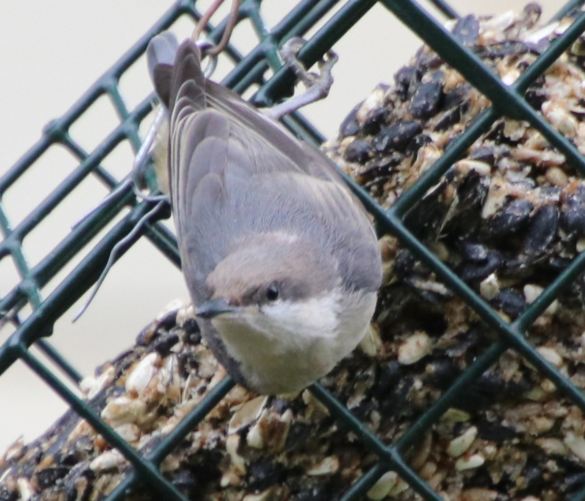 Brown-headed Nuthatch - ML619967083