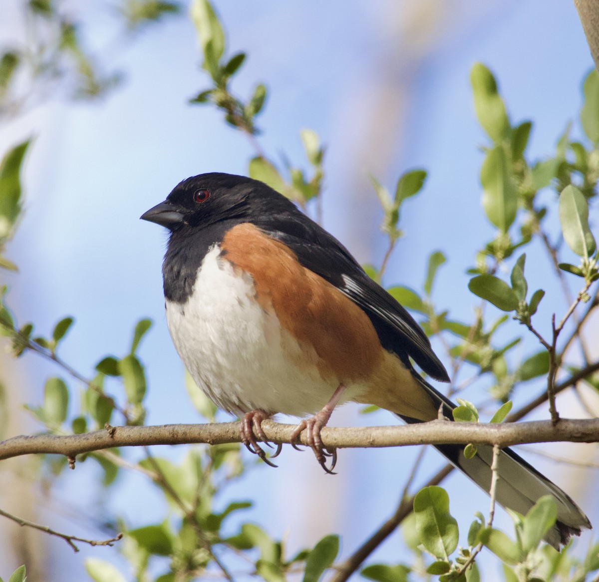 Eastern Towhee - ML619967085