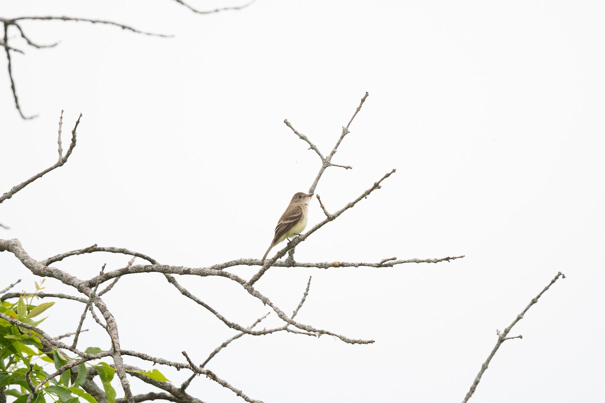 Willow Flycatcher - ML619967101