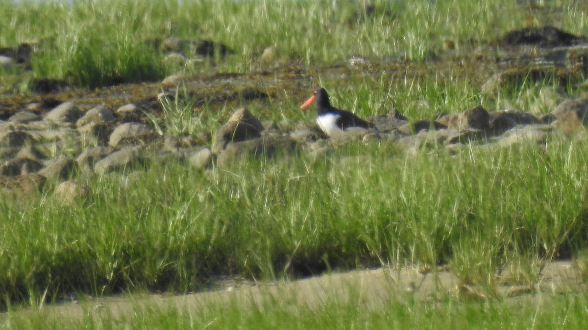 American Oystercatcher - ML619967110