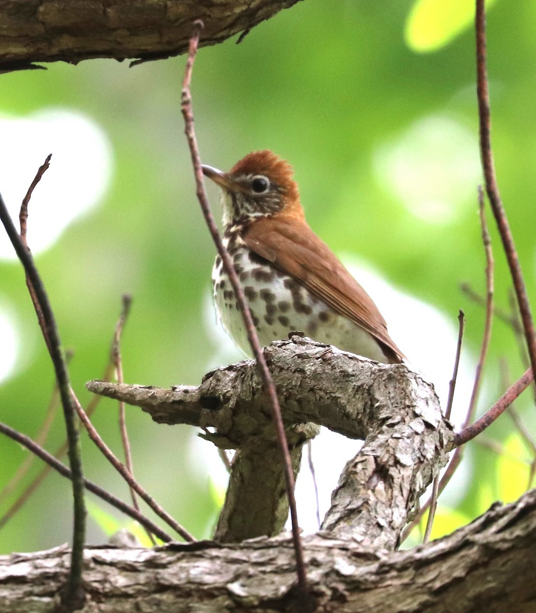 Wood Thrush - ML619967114