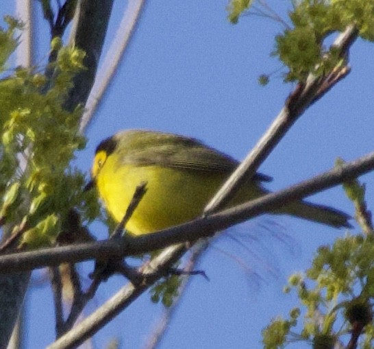 Hooded Warbler - ML619967135