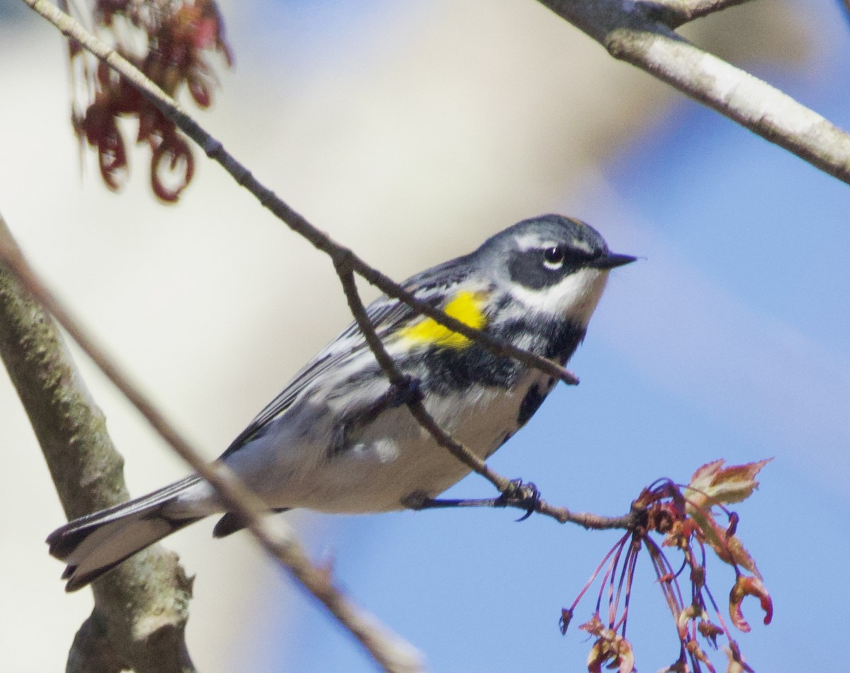 Yellow-rumped Warbler - ML619967147