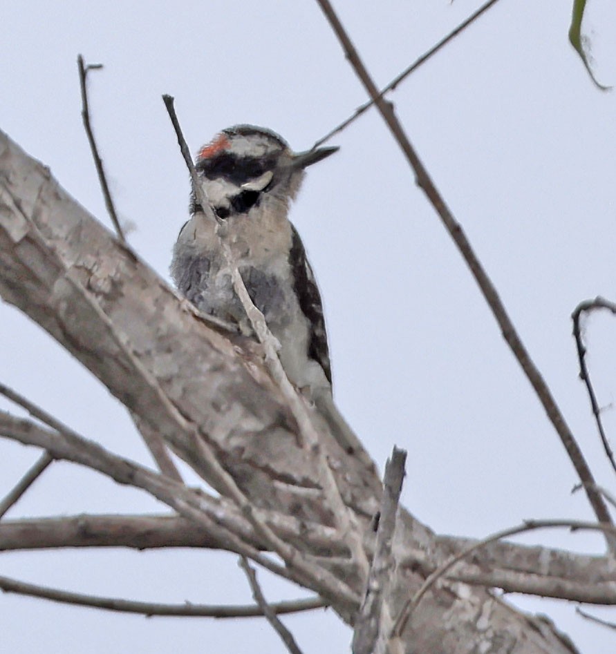 Downy Woodpecker - ML619967149