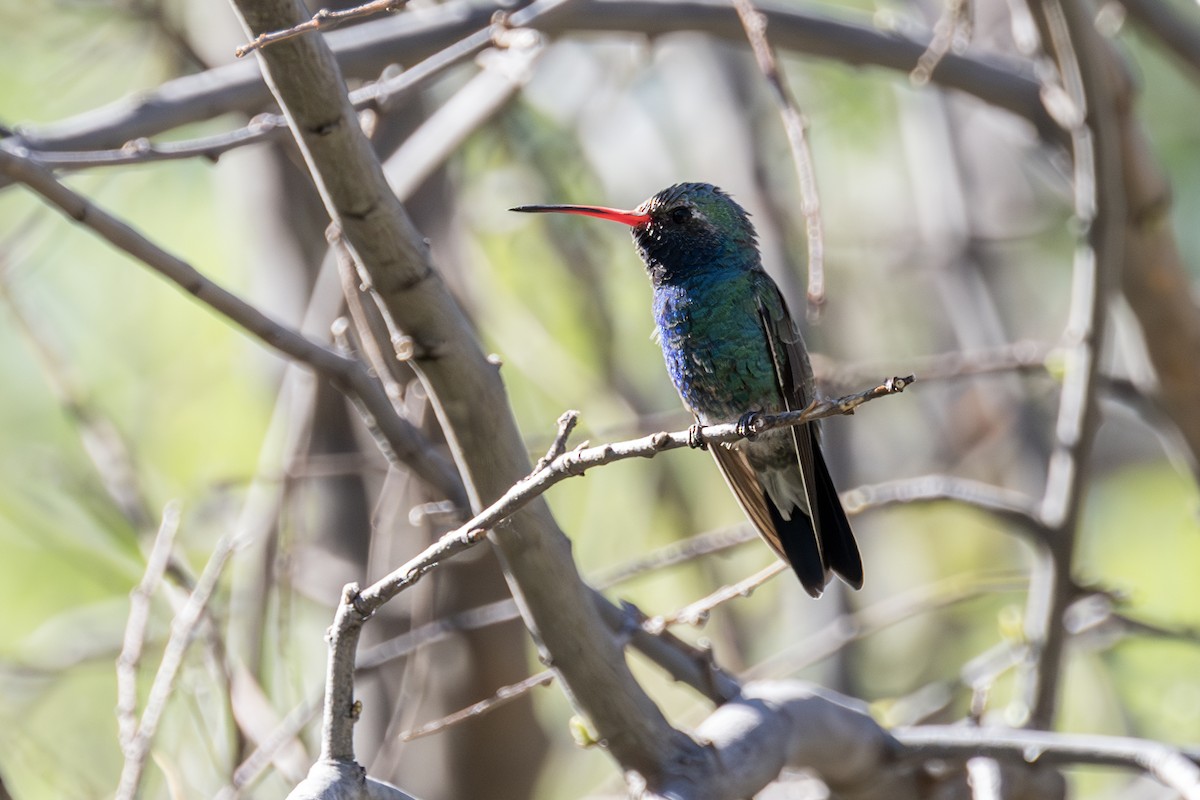 Broad-billed Hummingbird - ML619967163
