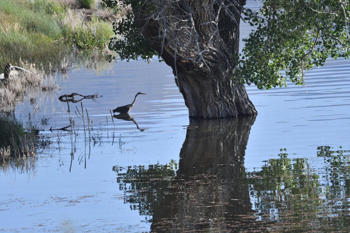 Great Blue Heron (Great Blue) - ML619967175