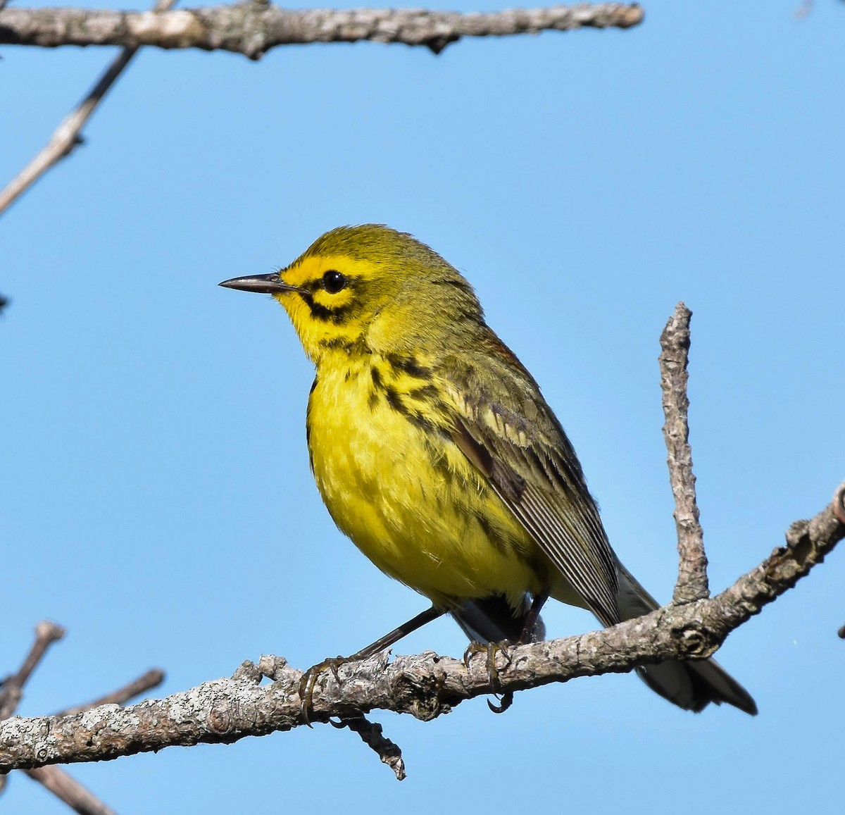 Prairie Warbler - ML619967177