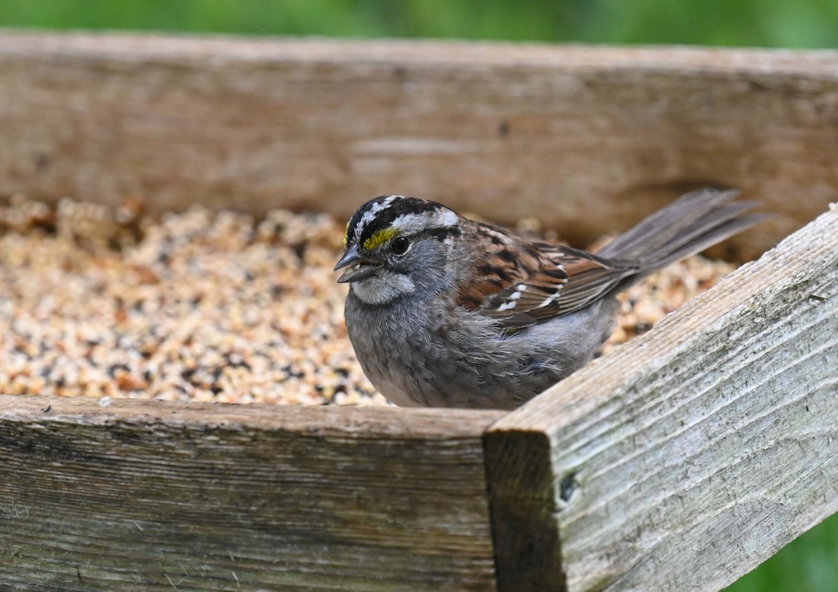 White-throated Sparrow - ML619967179