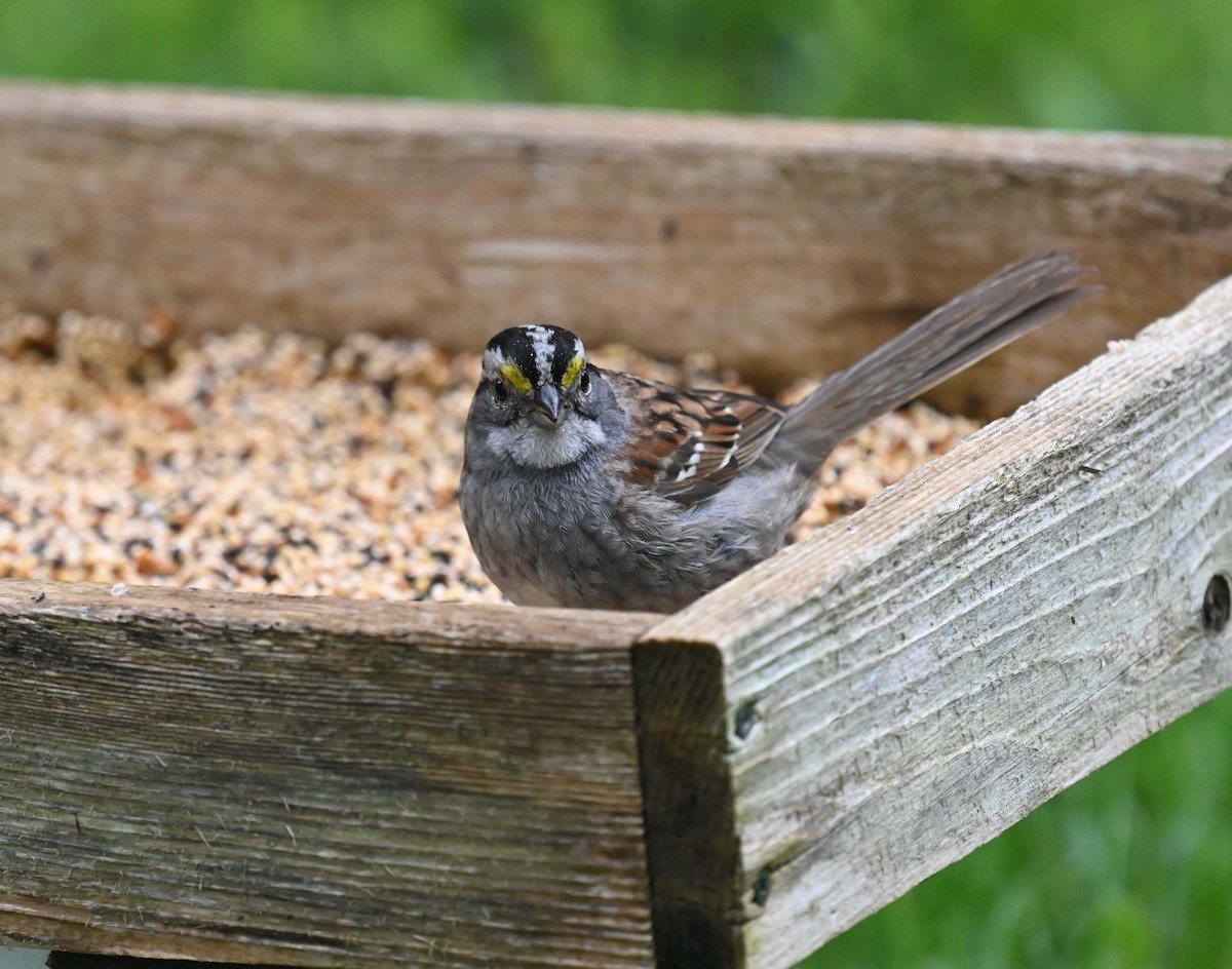 White-throated Sparrow - ML619967180